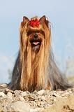YORKSHIRE TERRIER 548